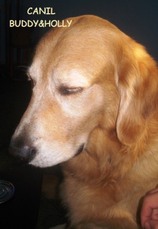 BUDDY