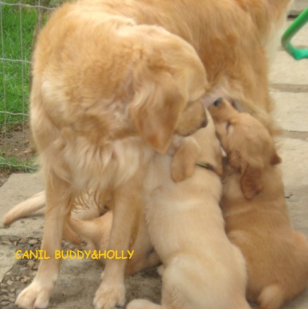 HOLLY COM FILHOTES JAN 2010